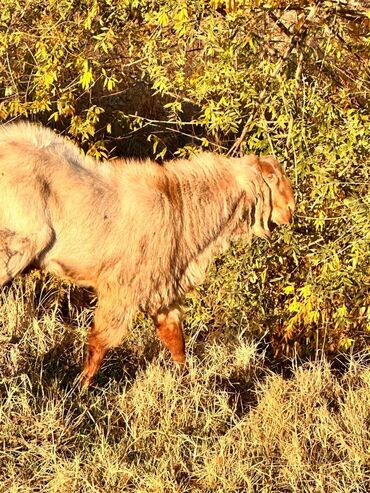 купить кролик декоративный: Продаю | Козёл (самец) | Нубийская | Для разведения | Племенные