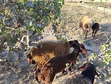 qala cinsi qoyun satilir: Dişi, Qala, il: 1, Damazlıq, Ünvandan götürmə — 10