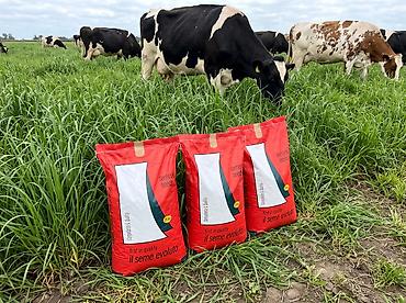 ot toxumu: Ryegrass süd otu toxumu çox kehfiyətli İtalya istehsalı sertifkatlı — 2