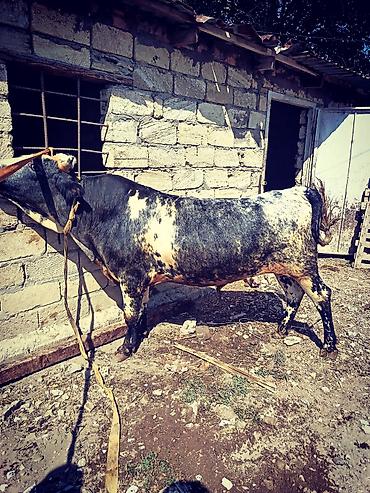 С/х животные и товары: Cins: Yerli qarışıqlı ətin istiqamətli buğa Rəng: Qara-ağ ala, bədən — 3
