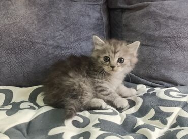 продам домик для кошки: Кошка даром: Рэгдолл, 1 месяц, Мальчик, Метис