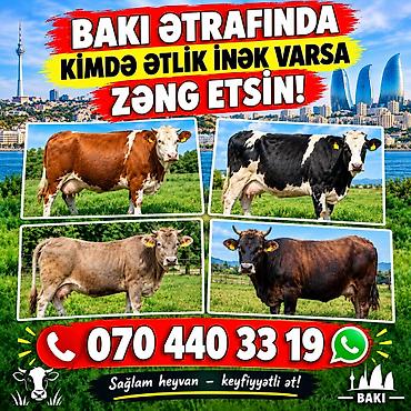 iney: Bakı və ətrafında ətlik inək alan xidmət. - Məqsəd: Kəsimlik/ətlik — 1