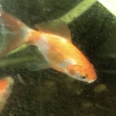 Рыбы: ЗОЛОТЫЕ РЫБКИ 

5-8 сантиметров 
150 сом одна рыбка
р. Ново-Покровка — 5