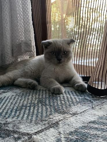кошки сиамская: Шотландский котёнок, окрасы: кремовый/голубой пойнт и однотонный — 2