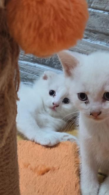 tuksuz pişiklər: Erkək, Dişi — 1