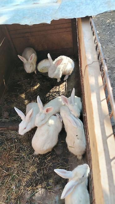 dovşan: Təcili 14 dənə dovşan satılır Ağ rəngli ev dovşanları – bir qrup — 4