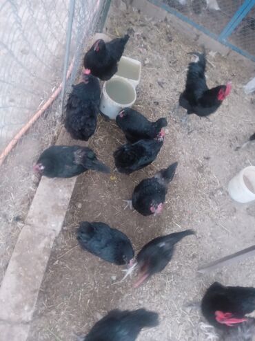 sort toyuqlar: Toyuq, Australorp, Damazlıq, Ünvandan götürmə