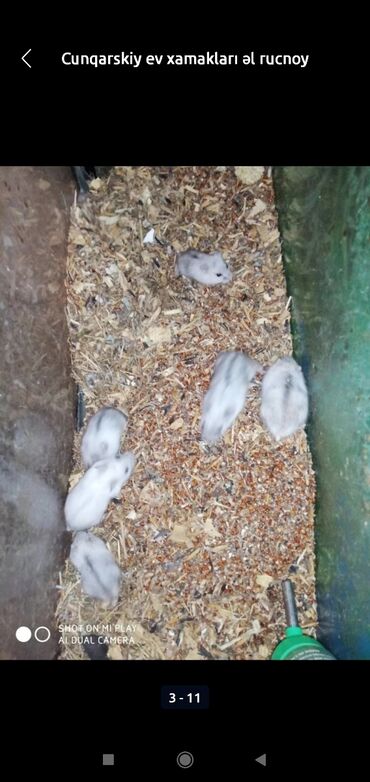 Gəmiricilər: Xamyaklar cunqariklar ən mehriban aqresiyası olmayan insana uyuşan — 5