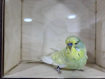 Tutuquşları: Salam . Jumbo erkək quşlar satılır hamısı hazır erkəylərdi çoxsu cütdə — 5