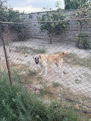 İtlər: Kanqal, Peyvəndli — 3