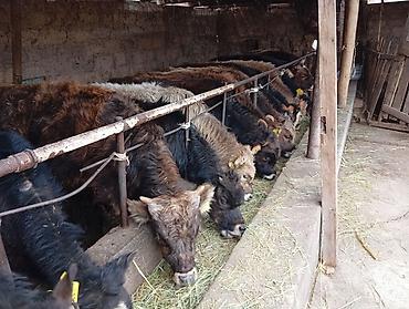 Коровы, быки: Продаю | Бык (самец) | Швицкая | На откорм — 2