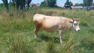 корова швис: Продаю | Корова (самка) | Симментальская | Для молока | Стельные