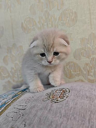 Pişiklər: Erkək, Dişi — 5