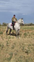 собака охота: 350000 сом бишкек шаарында жылкы срочно сатылат алам дегендер чалгыла