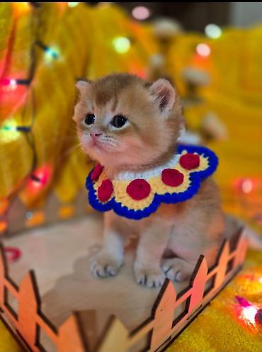 Pişiklər: Qızıl şinşilla, Erkək, Dişi — 9