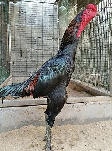 Куры, петухи: Продаю | Петух | Бойцовая | Для разведения — 2