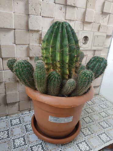 Kaktus: Кактус большой с цветением маленьких кактусов. Горшок производство