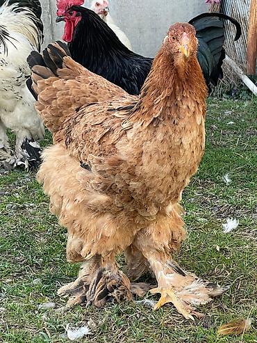 Toyuqlar: Toyuq, Brama, Damazlıq -da lalafo.az — 3 Toyuqlar: Toyuq, Brama, Damazlıq — 3