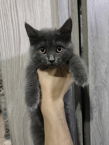 Кошки: Шотландская длинношерстная, Самка, В добрые руки — 9