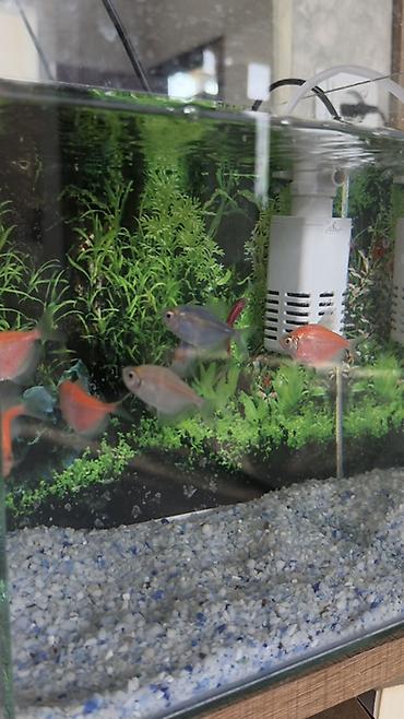 neon balığı: Salam! Sağlam və aktiv GloFish tetra balıqlarımı satıram. Rəngləri — 4