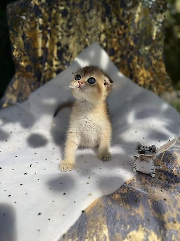 кошка майкун: Шотландский вислоухий котёнок, окрас золотая шиншилла (golden — 9