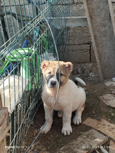 alabay itleri satisi: Alabay, 1 ay, Erkek, Ödənişli çatdırılma