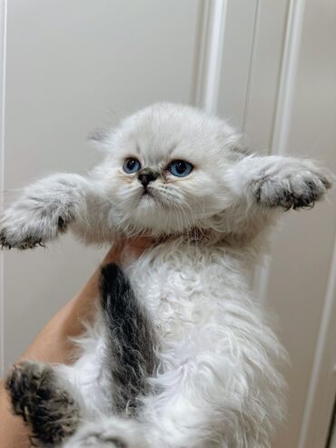 Pişiklər: Britan yastı qulaq, Erkək, Dişi, Yaxşı əllərə, Ünvandan götürmə, Pulsuz çatdırılma, Ödənişli çatdırılma — 14