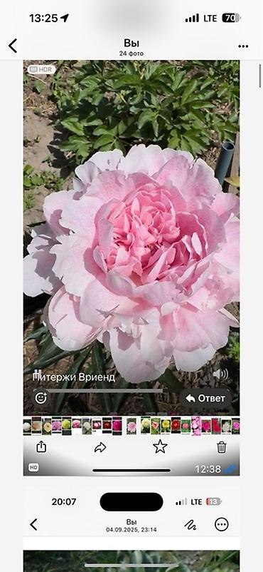 Пион: Пионы травянистые — сортовые делёнки/посадочный материал. - Сорта на — 9