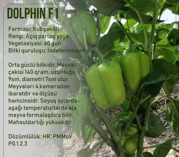 Toxumlar: Aluzze qarpiz toxumu — 2