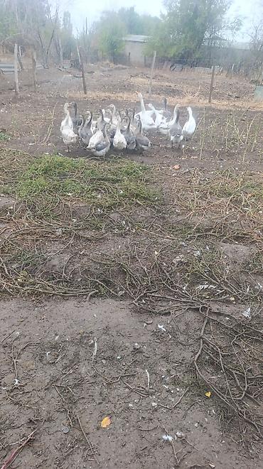 Продам с/х животных: На продажу: домашние гуси (молодняк и взрослые особи), стадо смешанной — 2