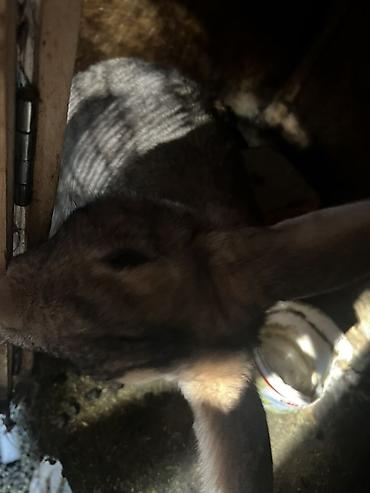 Кролики: Продаю | Крольчиха (самка), Кролик самец, Крольчата | Для разведения — 24