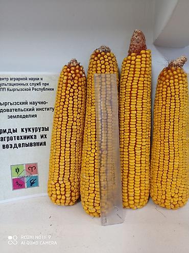 обмен на корову: Продаю семена кукурузы кыргызской селекции. гибрид ф1.Ала-тоо . срок — 7