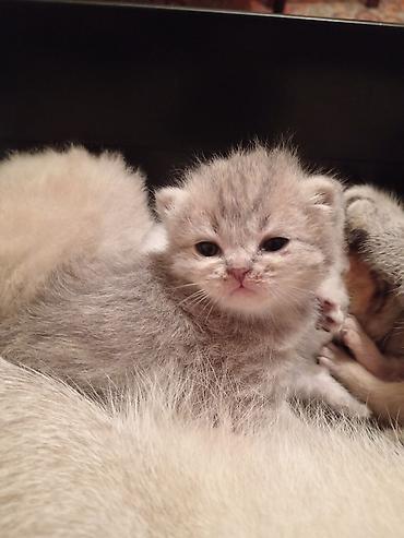 Pişiklər: Şotland yastı qulaq — 9