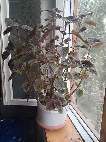 bitki dərmanları satışı: Dekorativ otaq bitkisi – kolyos (Coleus) saksıda - Yarpaqlar — 1