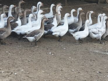 Heyvanlar üçün mallar: Qeyd: real alicilar zeng vursun içlerinde damazlig yumurtayanda var