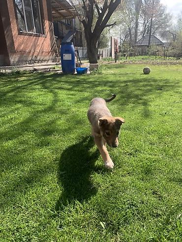 Продажа собак: Лайка, 3 месяца, Самец — 20