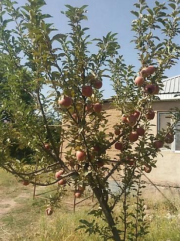 Продажа дач: Дачадан үй сатылат. Кант шаары Интернационал айылынын жанында, суу — 4