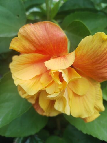 Otaq bitkiləri: Otaq bitkiləri – Fikus elastika kolleksiyası və digər dekorativ növlər — 23