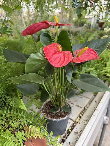 ağ tülpan qiyməti: Anthurium 23azn. Hündürlük 40sm. Çatdırılma Dərnəgül metrodan-Nizami — 1