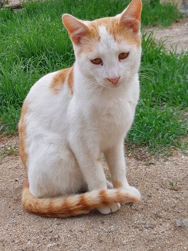 Pişiklər: Yaxşı əllərə -da lalafo.az — 11 Pişiklər: Yaxşı əllərə — 11