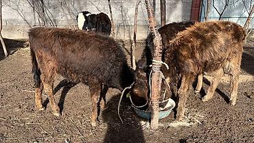 Коровы, быки: Продаю | Тёлка | Алатауская | Для разведения | Осеменитель — 4