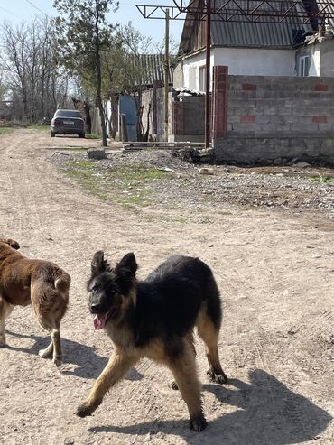 Продажа собак: Немецкая овчарка, 6 месяцев, Самец, С прививкой