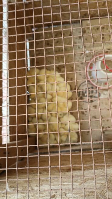 купить корм для перепелов несушек: Продаю | Цыплята | Несушки