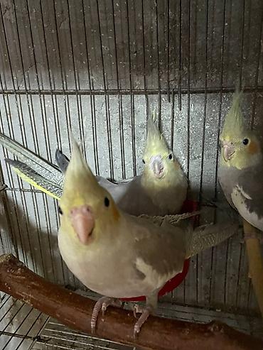 Tutuquşları: Salam. TAM SAĞLAM VİTAMİNLƏR PROFESSİONAL BİT DƏRMANİ VURULUB VƏ — 3