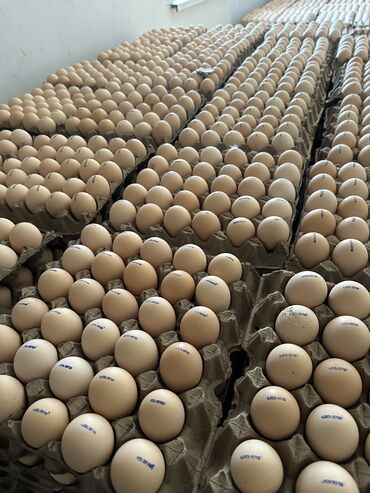 продам суточных цыплят: 1,900 с1 260 сом