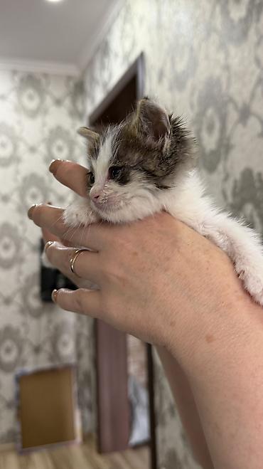 продаю котят бишкек: 1 месяц, Мальчик, Биколор — 1