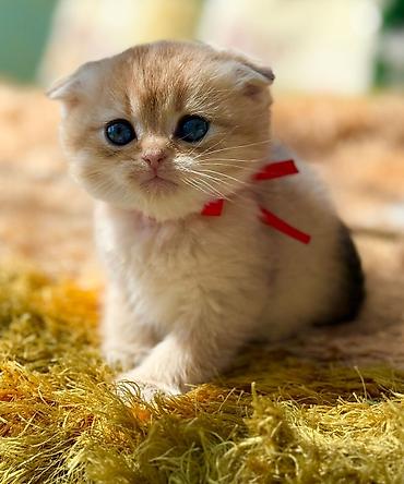 Pişiklər: Şotland, Erkək, Dişi, Yaxşı əllərə, Ünvandan götürmə, Pulsuz çatdırılma, Ödənişli çatdırılma — 27