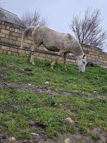 Atlar: Dişi, il: 7 — 17