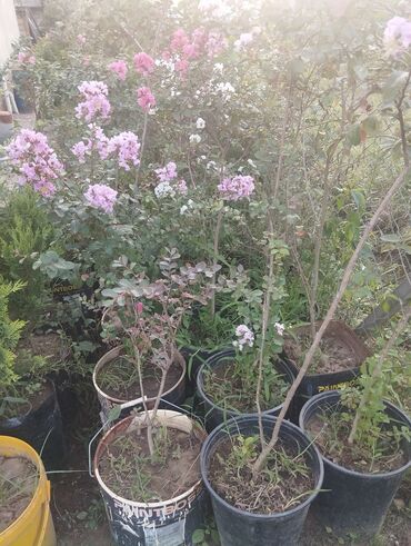 Çöl bitkiləri: Gümüşü-boz rəngli yarpaqları olan bu evkalipt bitkiləri bağlarda və ya -da lalafo.az — 3 Çöl bitkiləri: Gümüşü-boz rəngli yarpaqları olan bu evkalipt bitkiləri bağlarda və ya — 3