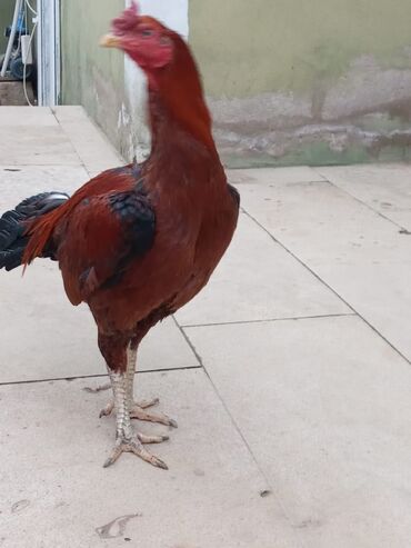 Xoruzlar: Salam qiymət 40 manatdan basdyir 70 4 dənə xoruz 11 ayliqdi biri 1 — 3